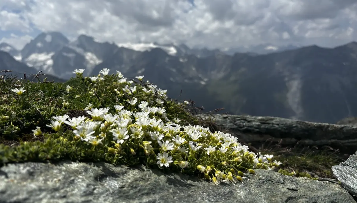 Blumen mit Bergpanorama | © DAV Starnberg - Sina Bakenhus