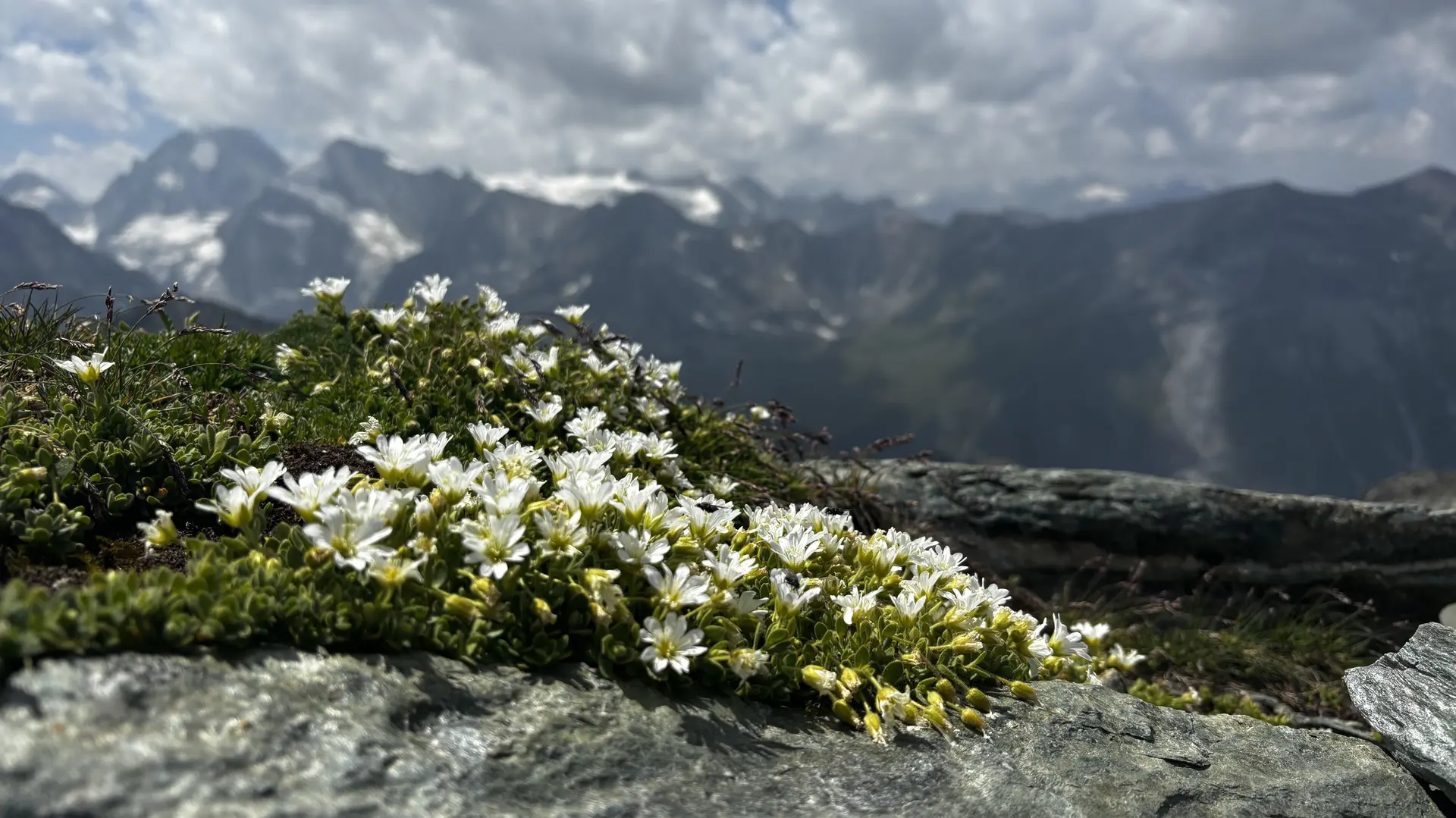 Blumen mit Bergpanorama | © DAV Starnberg - Sina Bakenhus