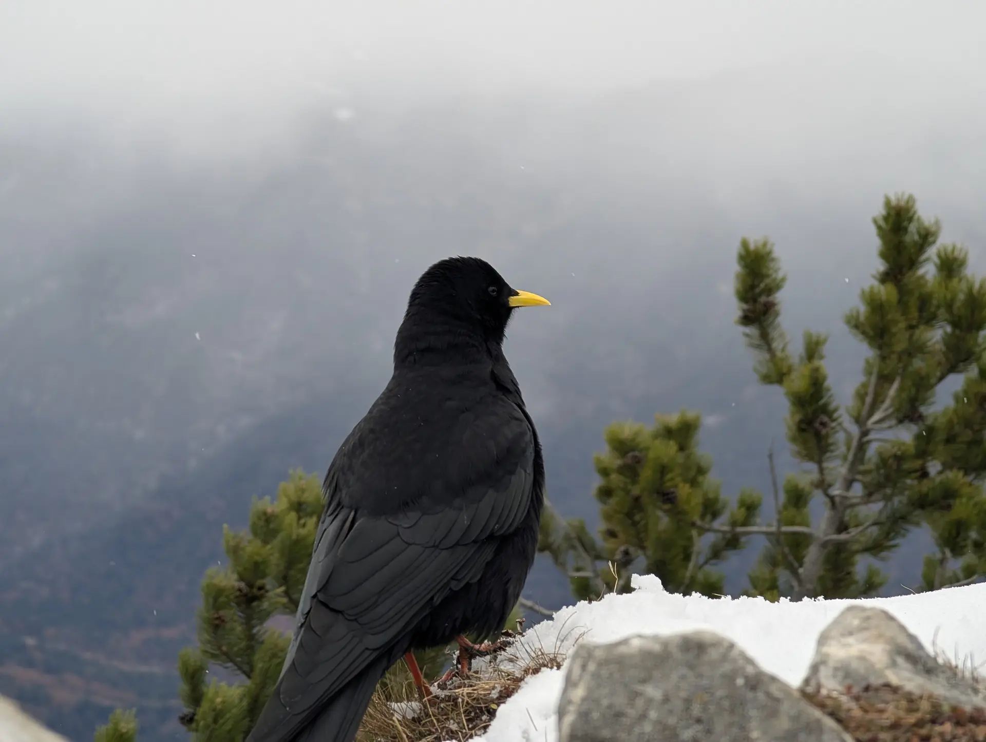 Tierischer Besuch | © DAV Starnberg - Marc Werny