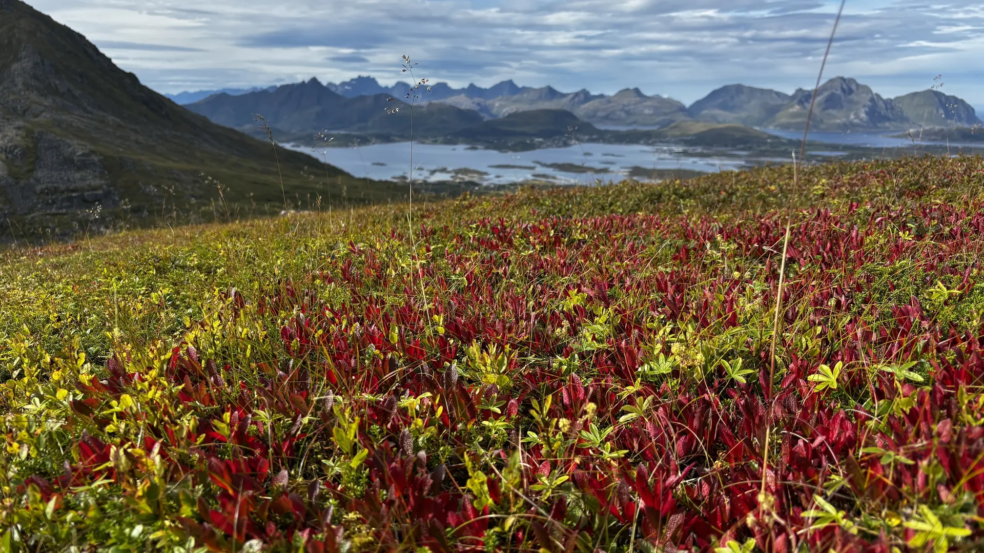 Bergflora | © DAV Starnberg - Sina Bakenhus