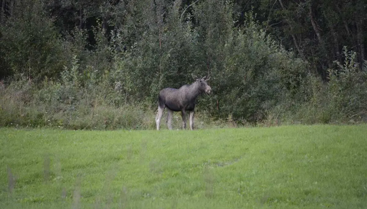 Elch auf Wiese | © DAV Starnberg - Sarah Ried