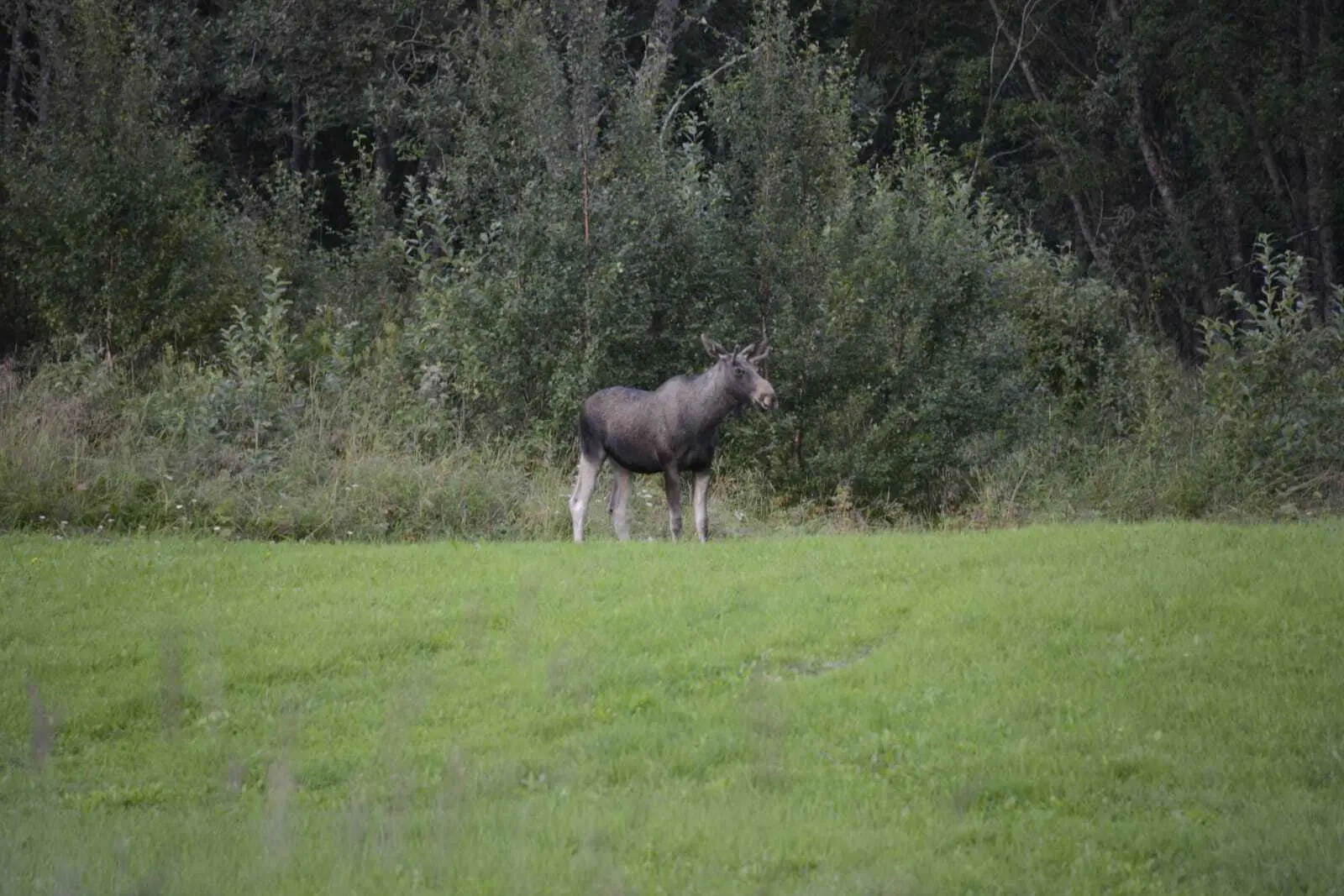 Elch auf Wiese | © DAV Starnberg - Sarah Ried