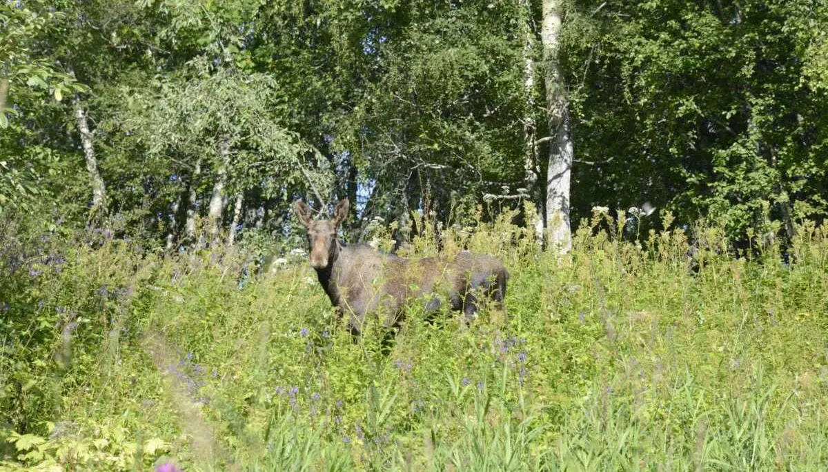 Elch in hoher Wiese | © DAV Starnberg - Sarah Ried