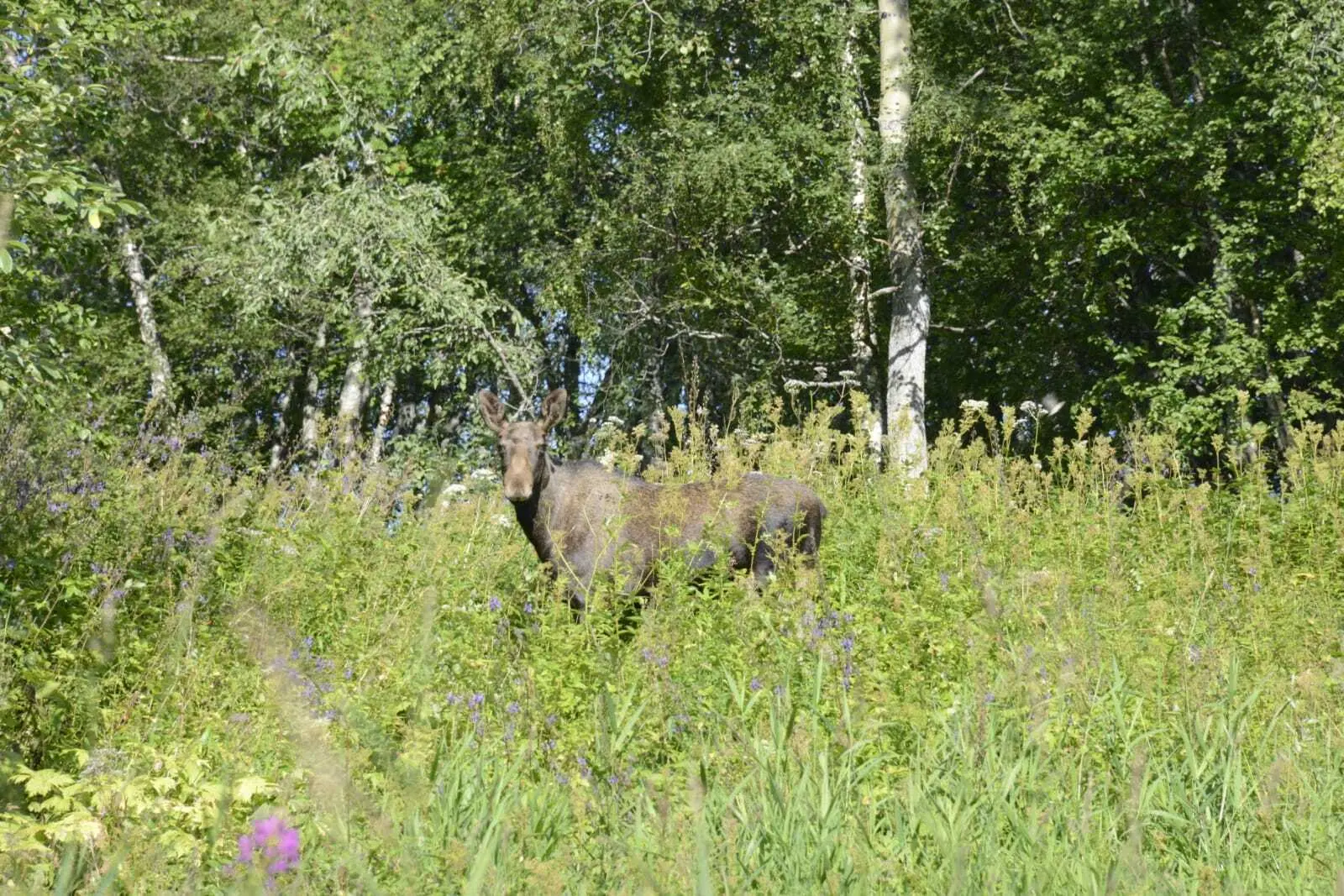 Elch in hoher Wiese | © DAV Starnberg - Sarah Ried