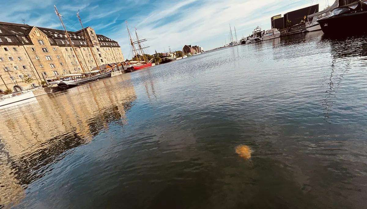 Feuerqualle im Hafen von Kopenhagen | © DAV Starnberg - Sina Bakenhus