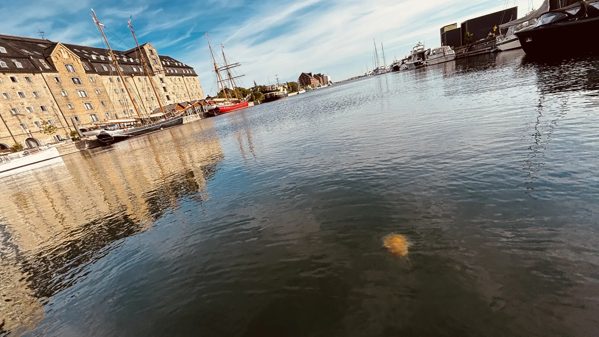 Feuerqualle im Hafen von Kopenhagen | © DAV Starnberg - Sina Bakenhus